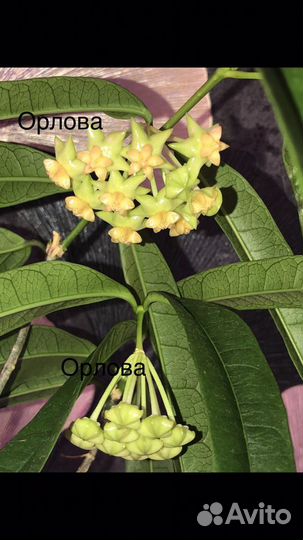 Хойя на срез, укореню на заказ