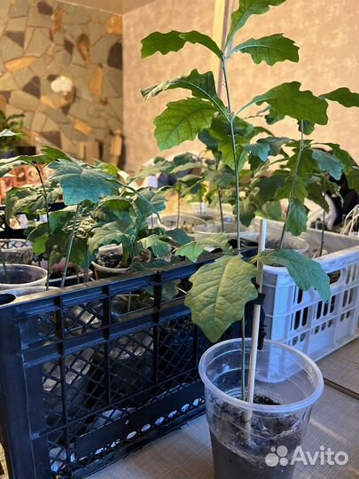 Рассада дубы