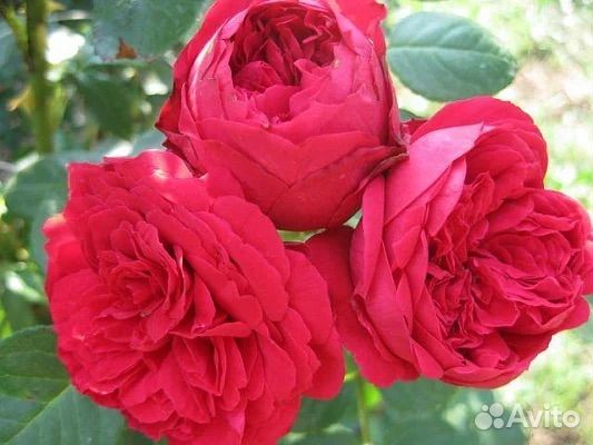 Парковые розы саженцы Ред Эден Роуз