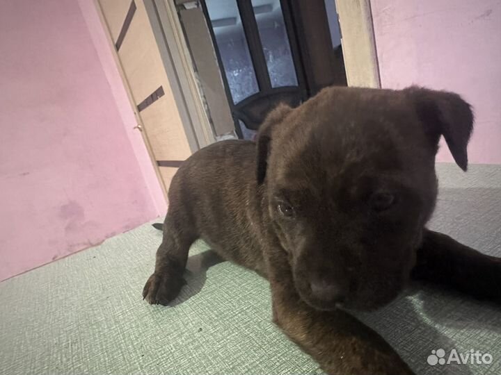 Собака,щенки