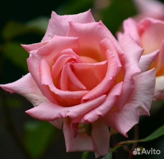 Компэшн очень ароматная плетистая роза