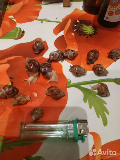 Улитки ахатина фулико альбино