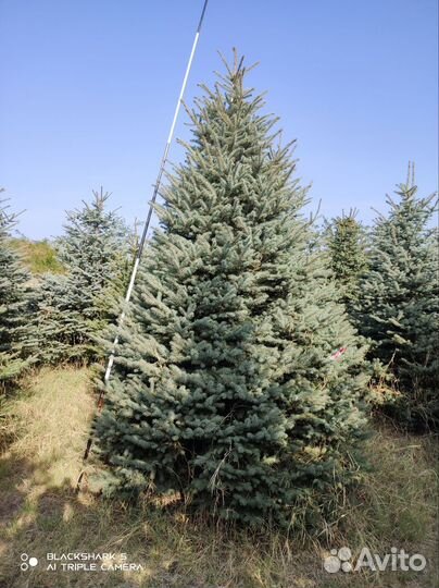 Ель голубая глаука