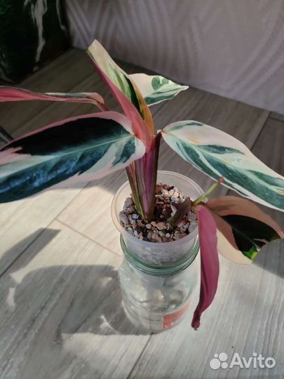 Калатея страманта