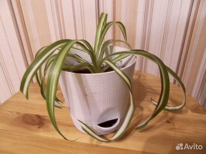 Спатифиллум Мята Хлорофитум Традесканция Кактус