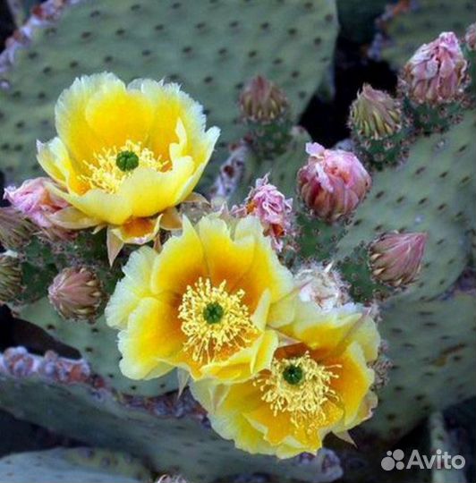 Опунция, Юкка