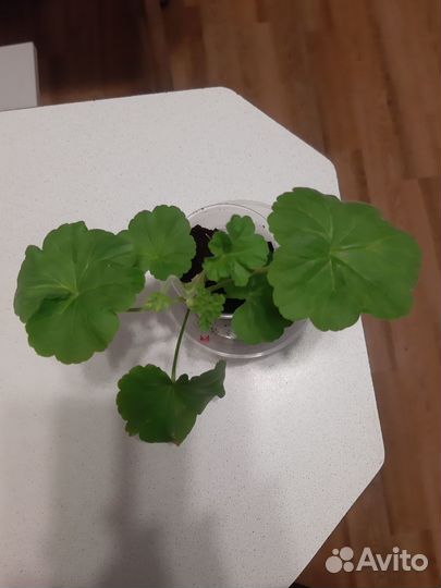 Пеларгония