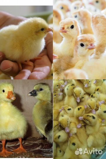 Птица на весну