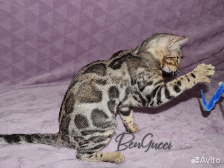 Бенгальская девочка серебро