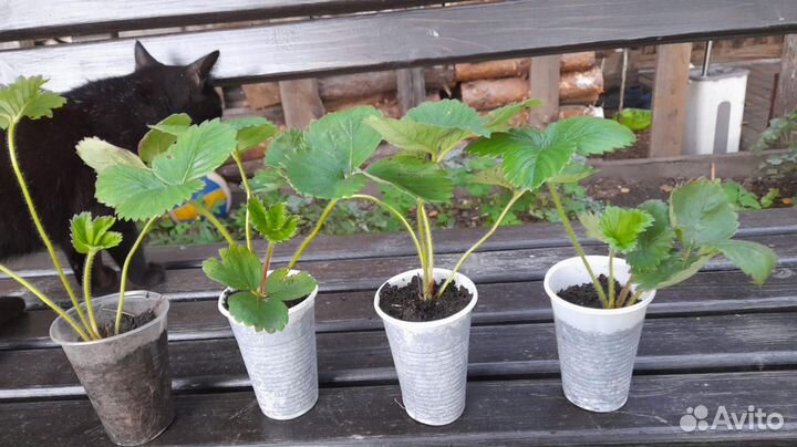 В наличии Лорд Азия клубники с закрытой корневой