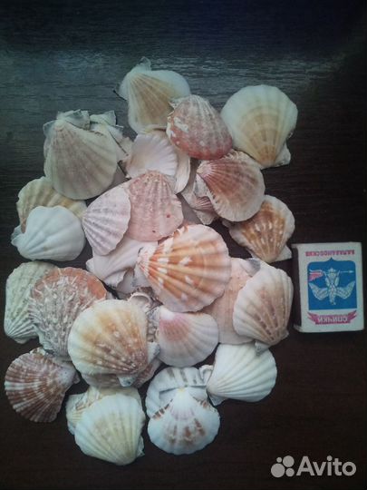 Морские ракушки