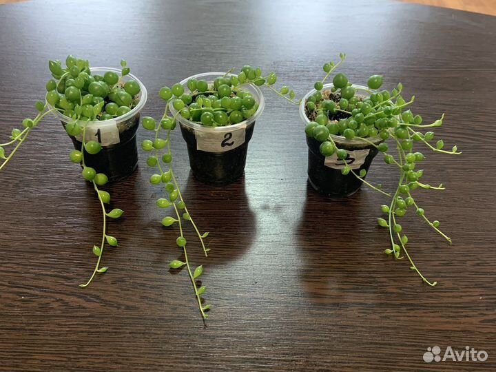 Крестовник роули