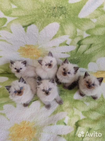 Котята Невская маскарадная