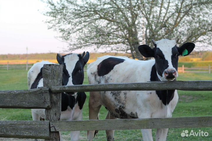 Тёлка тёлочка корова