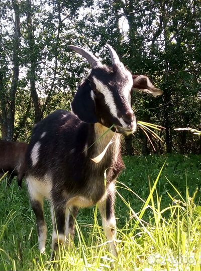 Козы и козлята