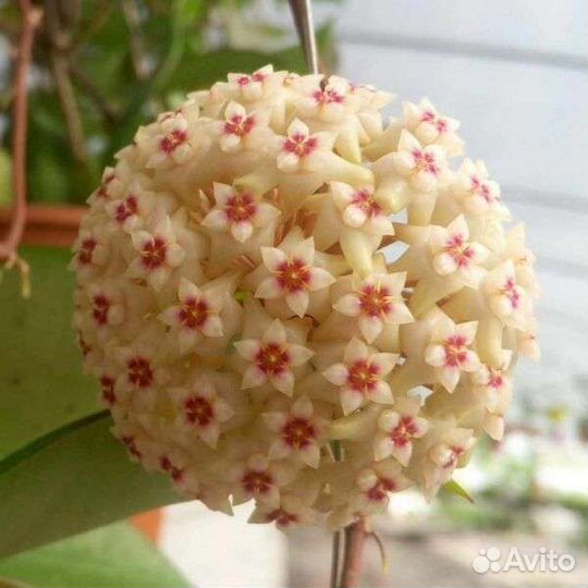 Хойи взрослые, добавлено 01.05.23