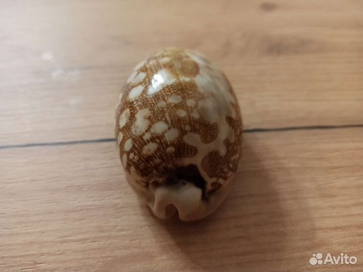 Морская раковина