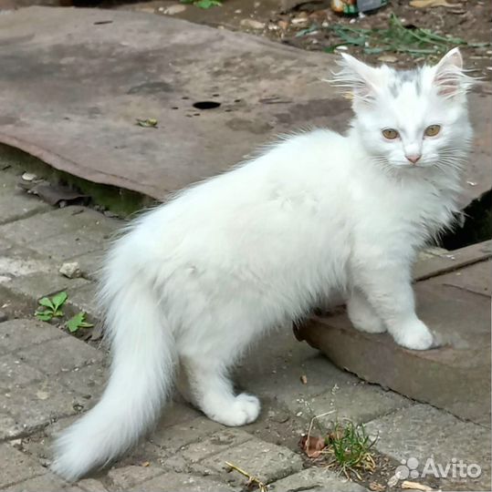 Белоснежная кошечка в дар