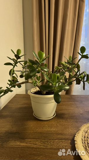 Толстянка, денежное дерево