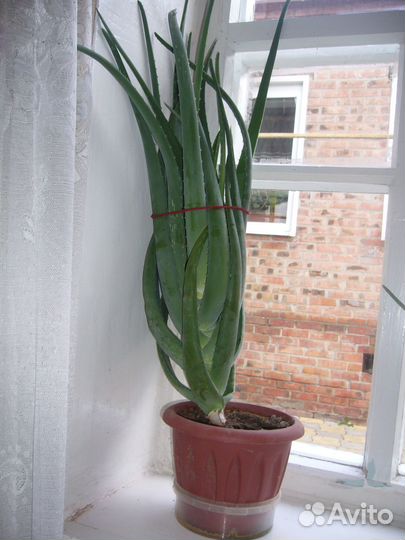 Комнатные растения