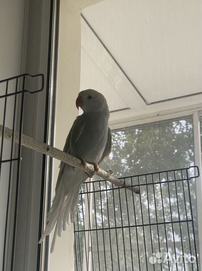 Ожереловый попугай с клеткой