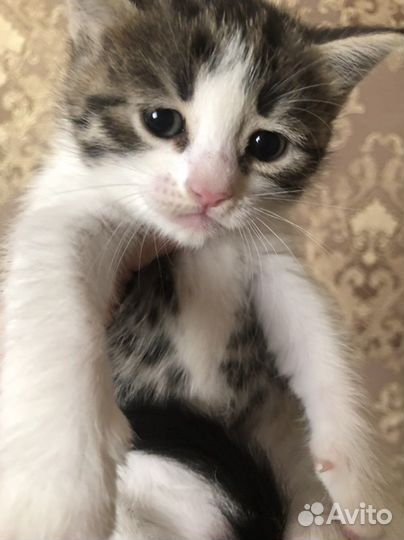 Кошка в дар бесплатно