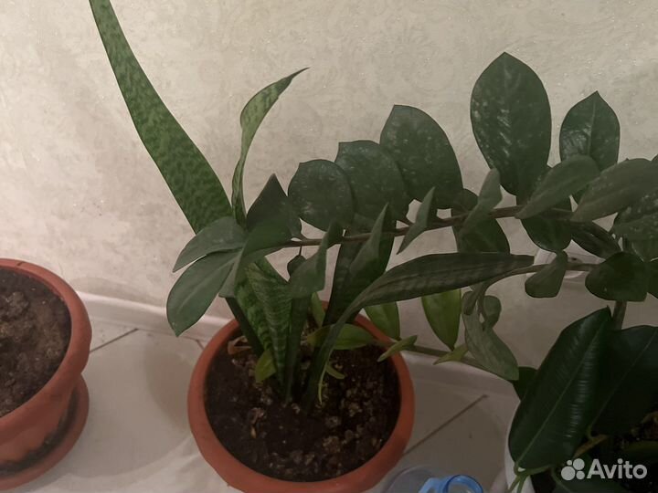 Комнатные цветы