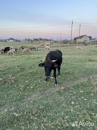 Село Туршунай