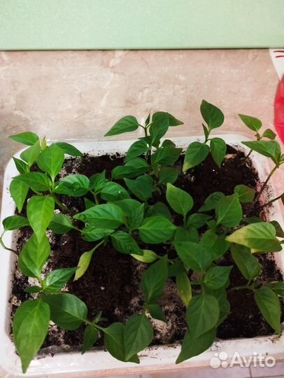 Перец сладкий красный, желтый