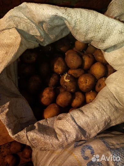 Семенной картофель, можно на еду