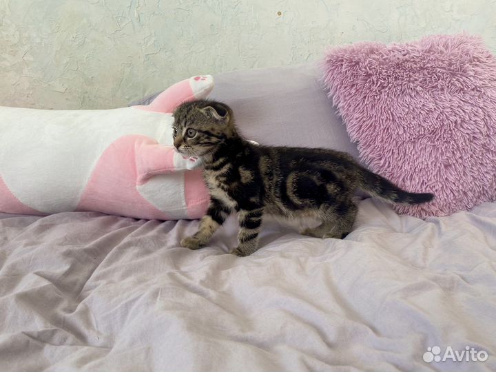 Вислоухие котята к лотку приучены