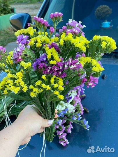 Комнатные растения цветы