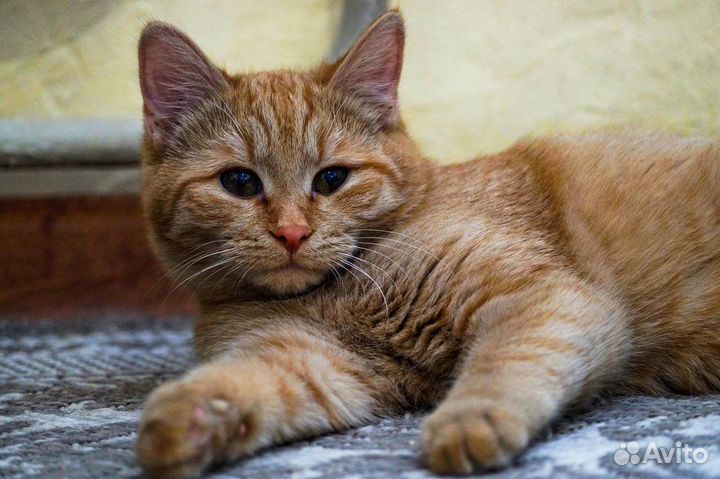 Рыжая девочка Плюша