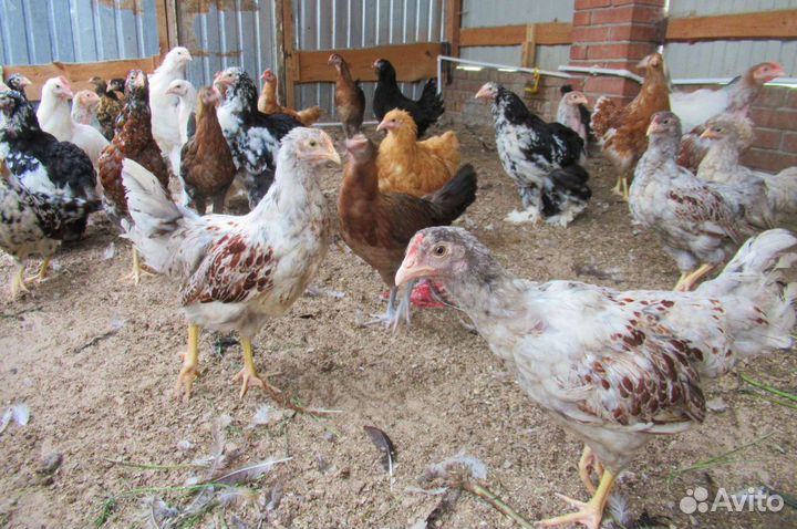 Петухи породные разных возрастов