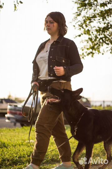 Индивидуальная передержка у кинолога