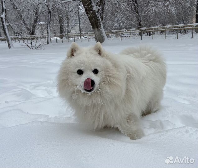 Японский шпиц. Вязка. Кобель