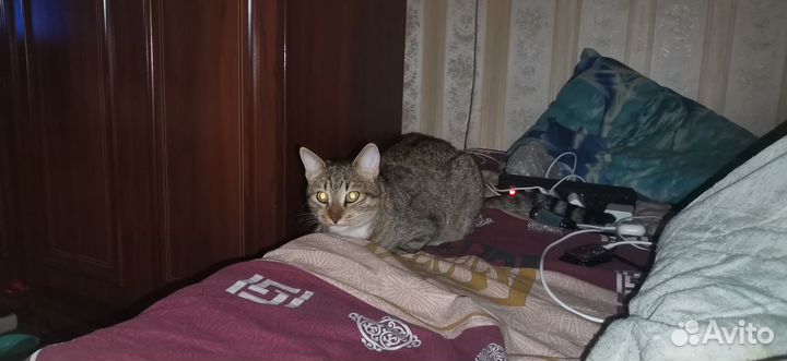 Кошкв бесплатно