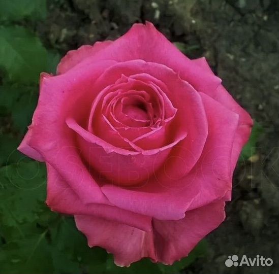 Роза Августа Ренуар саженцы