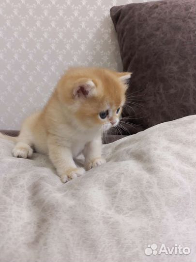 Британская золотая шиншилла ny 12