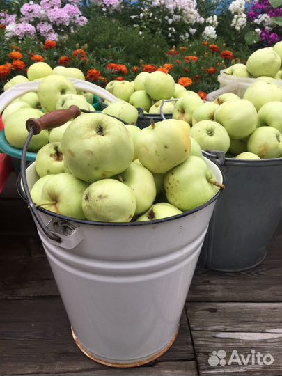 Яблоки белый налив