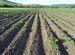 Аренда земли и техники для выращиванию картофеля