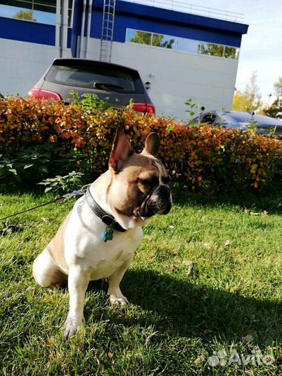 Французский бульдог, вязка