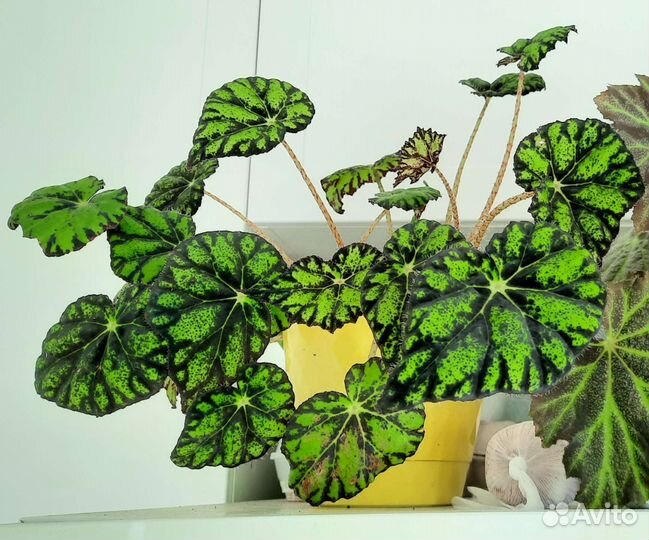 Бегония декоративно лиственная