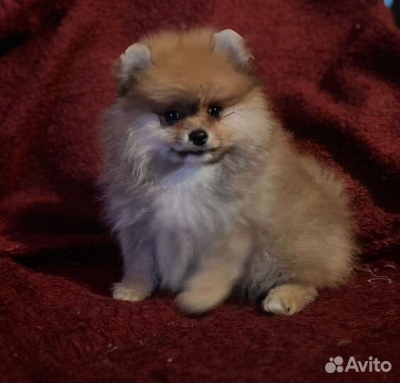 Щенки шпица от элитных родителей