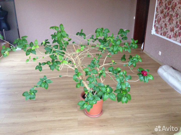 Комнатные цветы