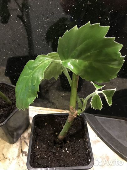 Тетрастигма