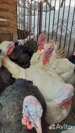 Мясо домашней индейки халяль