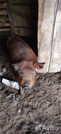 Дюрки на племя