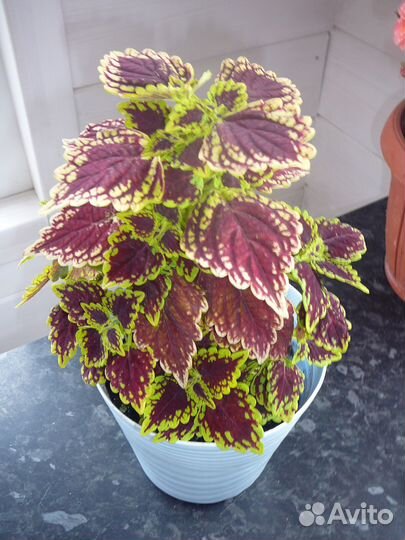 Колеусы вегетативные