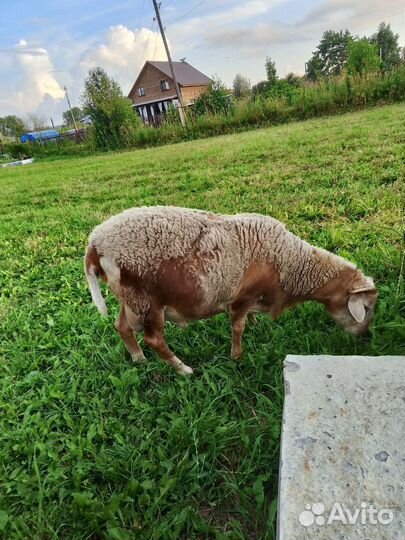 Овцематки, баран, барашки